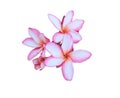 Close up white plumeria or frangipani flower isolated on white background. Royalty Free Stock Photo