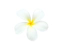 White plumeria rubra flowers blooming frangipani with water drops isolated on white background Royalty Free Stock Photo