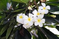 White plumeria rubra flowers blooming in nature outdoor garden on branch of tree background Royalty Free Stock Photo