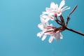 White plumeria rubra flowers on bright blue sky background Royalty Free Stock Photo