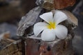 Close up at white Plumeria on stone, Beautiful Nature Background : Plumeria, Franipani, Pagoda tree or Temple tree, Beautiful Royalty Free Stock Photo