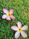 White plumerias on green grass.