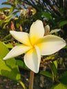 White plumerias in the garden