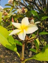 White plumerias in the garden