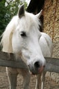 Close-up of a white pony horse. Pony looking over the corral door Royalty Free Stock Photo