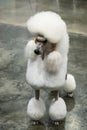 Close up white poodle. Royalty Free Stock Photo