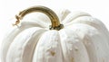 Close Up of White Pumpkin with Curly Stem and Textured Surface on Bright White Background Royalty Free Stock Photo