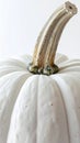 Close up of a White Pumpkin with Ridges and Textured Stem on a White Background Royalty Free Stock Photo