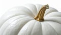 Close Up of a White Pumpkin with a Textured Stem on White Background Royalty Free Stock Photo