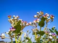 Close up of white and purple Calotropis procera flowers on a blue sky Royalty Free Stock Photo