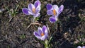 Close-up of white-purple crocus flowers in the park.Spring primrose.Garden flowers outdoors,macro photography Royalty Free Stock Photo