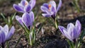 Close-up of white-purple crocus flowers in the park.Spring primrose.Garden flowers outdoors,macro photography Royalty Free Stock Photo