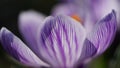 Close-up of white-purple crocus flowers in the park.Spring primrose.Garden flowers outdoors,macro photography Royalty Free Stock Photo