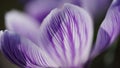 Close-up of white-purple crocus flowers in the park.Spring primrose.Garden flowers outdoors,macro photography Royalty Free Stock Photo