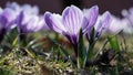 Close-up of white-purple crocus flowers in the park.Spring primrose.Garden flowers outdoors,macro photography Royalty Free Stock Photo