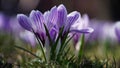 Close-up of white-purple crocus flowers in the park.Spring primrose.Garden flowers outdoors,macro photography Royalty Free Stock Photo