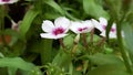 Petunia Close up flower white a purple center 2021