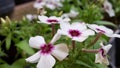 Petunia Close up flower white a purple center 2021