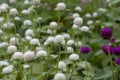 Close up of white and purple Gomphrena globosa flower in shallow focus, commonly known as globe amaranth Royalty Free Stock Photo