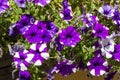 Close-up on white and purple little flowers