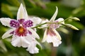 Close-up of white and purple oncidium orchid, Beallara Big Shot Hilo Sparkle
