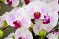 Close up of white and purple orchids, beautiful Phalaenopsis streaked orchid flowers Royalty Free Stock Photo