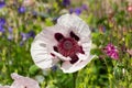 Close up of a white and purple oriental poppy, Papaver orientale or royal wedding Royalty Free Stock Photo