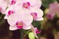 Close up of white and purple phalaenopsis orchid flowers is blooming in the garden Royalty Free Stock Photo