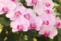 Close up of white and purple phalaenopsis orchid flowers is blooming in the garden Royalty Free Stock Photo