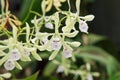 Encyclia Profuse Orchid Up Close Royalty Free Stock Photo