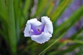 Close up of a white purple and yellow Iris flower bud blooming in the rain Royalty Free Stock Photo