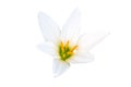 Close up white-purple Zephyranthes flower isolated white background.Saved with clipping path