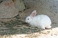 White rabbit in the rock cavity