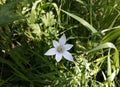 Close up of White Rain Lily, Zephyranthes Candida flower. Royalty Free Stock Photo