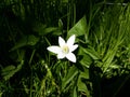 Close up of White Rain Lily, Zephyranthes Candida flower. Royalty Free Stock Photo