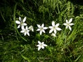 Close up of White Rain Lily, Zephyranthes Candida flowers. Royalty Free Stock Photo