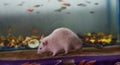 Close up of white rat or white albino on the table. Royalty Free Stock Photo