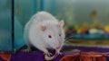 Close up of white rat or white albino on the table. Royalty Free Stock Photo