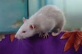 Close up of white rat or white albino on the table. Royalty Free Stock Photo