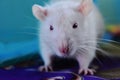 Close up of white rat or white albino on the table. Royalty Free Stock Photo