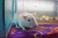 Close up of white rat or white albino on the table. Royalty Free Stock Photo