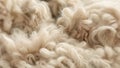 close up of white raw sheep wool texture Royalty Free Stock Photo