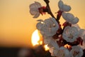 Close up of white red apricot blossoms with many pistils against setting sun in background. Moody orange sky iin the background