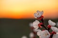 Close-up of a white red fruit blossom in the orange dusk on the right side of the image. In the upper third of the picture the