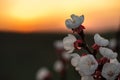 Close-up of a white red fruit blossom in the orange dusk on the right side of the image. In the upper third of the picture the