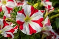 Close-up of white-red Petunia hybrida flowers blooming in the greenhouse Royalty Free Stock Photo