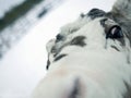 Close up white Reindeer, red eye, portrait in the white snow playing with camera, Animal in Winter season Royalty Free Stock Photo