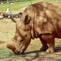 The head and shoulders of a white rhino Royalty Free Stock Photo