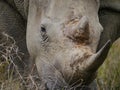 Close-up of a white rhino grazing in Kruger Nationalpark Royalty Free Stock Photo