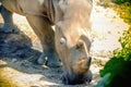 Close up White Rhino head Royalty Free Stock Photo